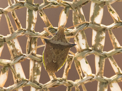 Diceraeus