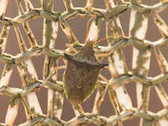 Diceraeus