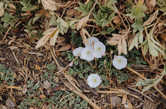 Convolvulus demissus