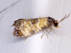 Neocochylis dubitana