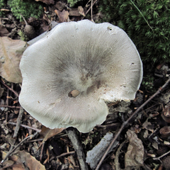 Tricholoma pullum