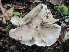 Tricholoma pullum