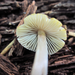 Tricholoma pullum