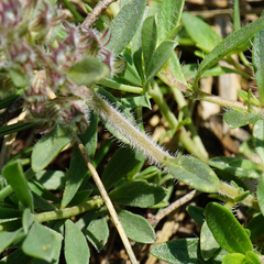 Thymus odoratissimus
