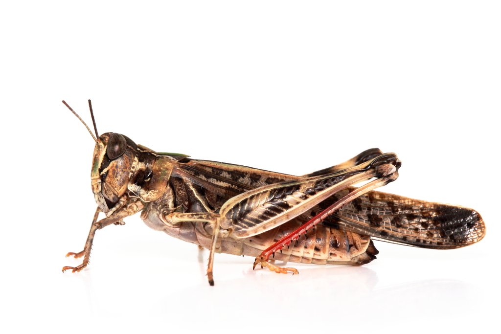 Australian Plague Locust