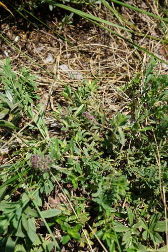 Image of Thymus odoratissimus by (c) Patrick Hacker, some rights reserved (CC BY)