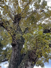 Magnoliopsida