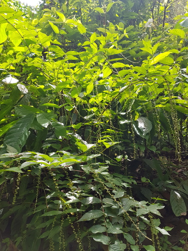 Gonzalagunia ovatifolia image