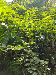 Image of Gonzalagunia ovatifolia