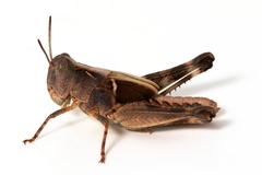 Chortoicetes terminifera