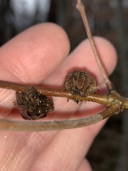 Dryocosmus floridensis