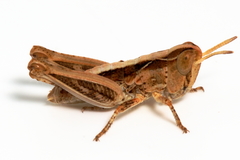 Chortoicetes terminifera