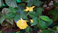 Monocostus uniflorus