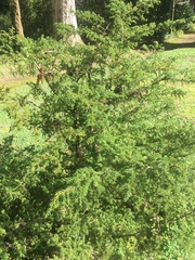 Juniperus brevifolia