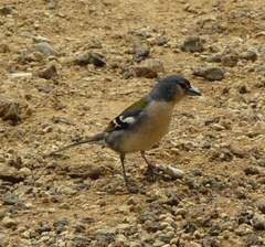 Fringilla coelebs moreletti