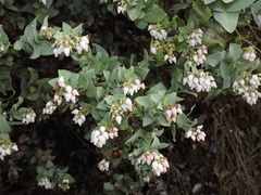 Arctostaphylos gabilanensis