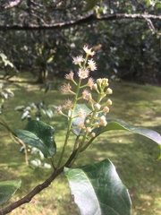 Prunus lusitanica azorica
