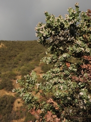 Arctostaphylos gabilanensis