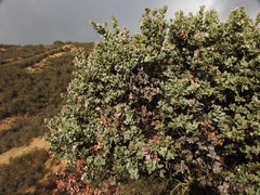 Arctostaphylos gabilanensis