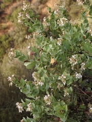 Arctostaphylos gabilanensis