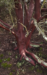 Arctostaphylos gabilanensis