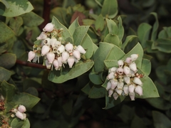 Arctostaphylos gabilanensis