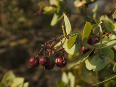 Arctostaphylos gabilanensis