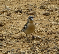 Fringilla coelebs moreletti