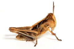 Chortoicetes terminifera