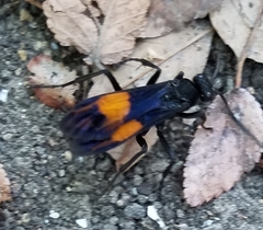 Calopompilus maculipennis