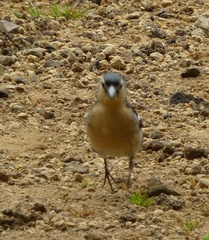 Fringilla coelebs moreletti