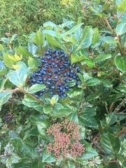 Viburnum treleasei