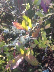 Vaccinium cylindraceum