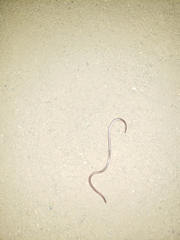 Rena humilis humilis