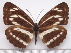Neptis philyra