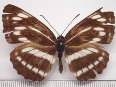 Neptis philyra