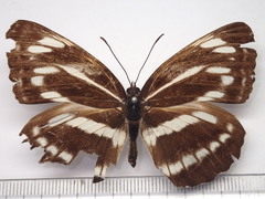 Neptis philyra