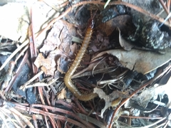 Dicellophilus limatus