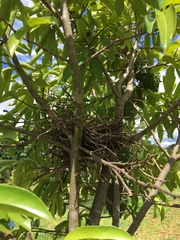 Megarynchus pitangua