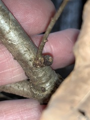 Andricus indistinctus