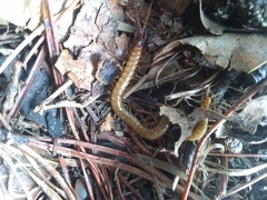 Dicellophilus limatus