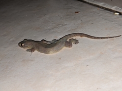 Gehyra mutilata