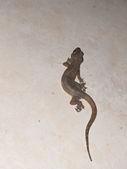 Gehyra mutilata