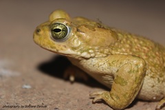 Bufotes boulengeri