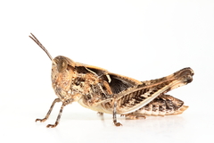 Chortoicetes terminifera