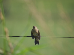 Sporophila caerulescens