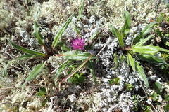 Saussurea kamtschatica