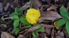 Monocostus uniflorus