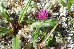 Saussurea kamtschatica