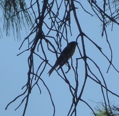 Serinus serinus